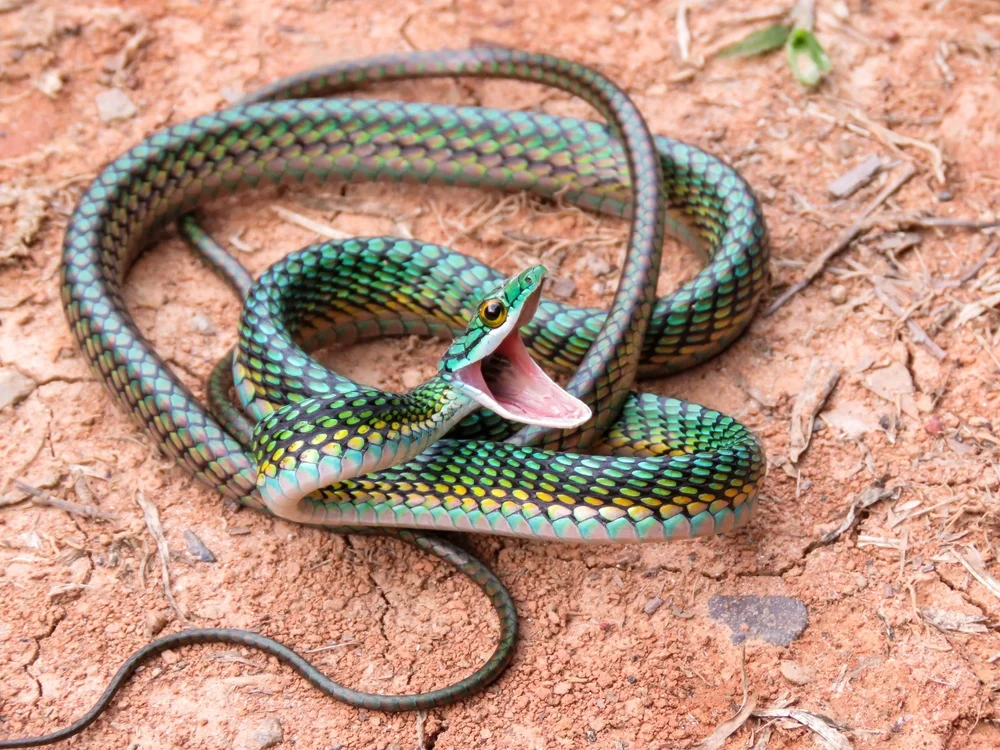 Mexikanische Schlangenkönigsnatter (Leptophis mexicanus)
