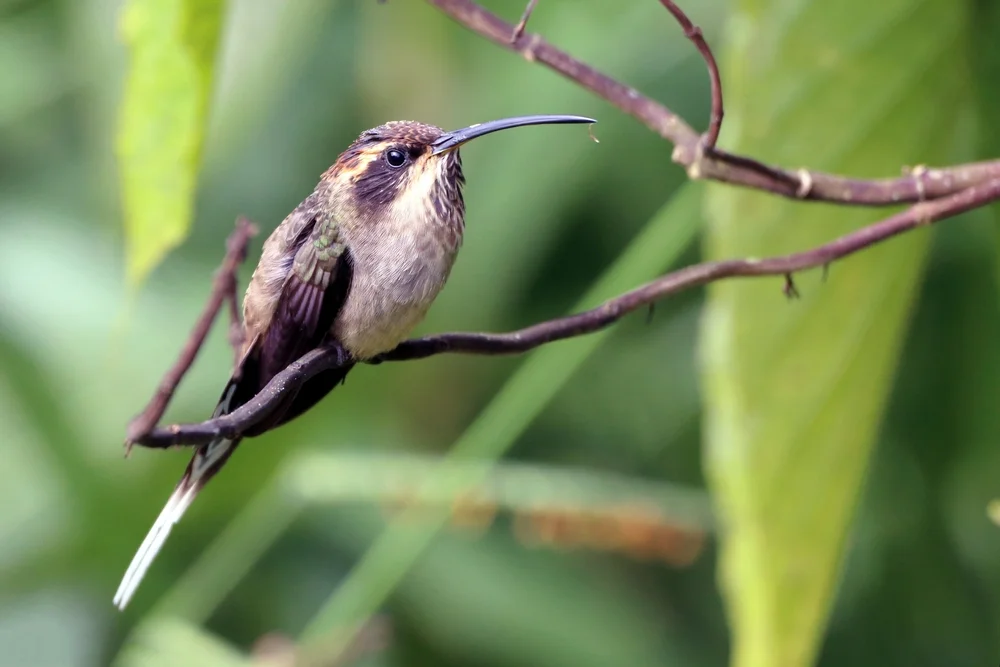 Mexikanischer Schattenkolibri (Phaethornis mexicanus)