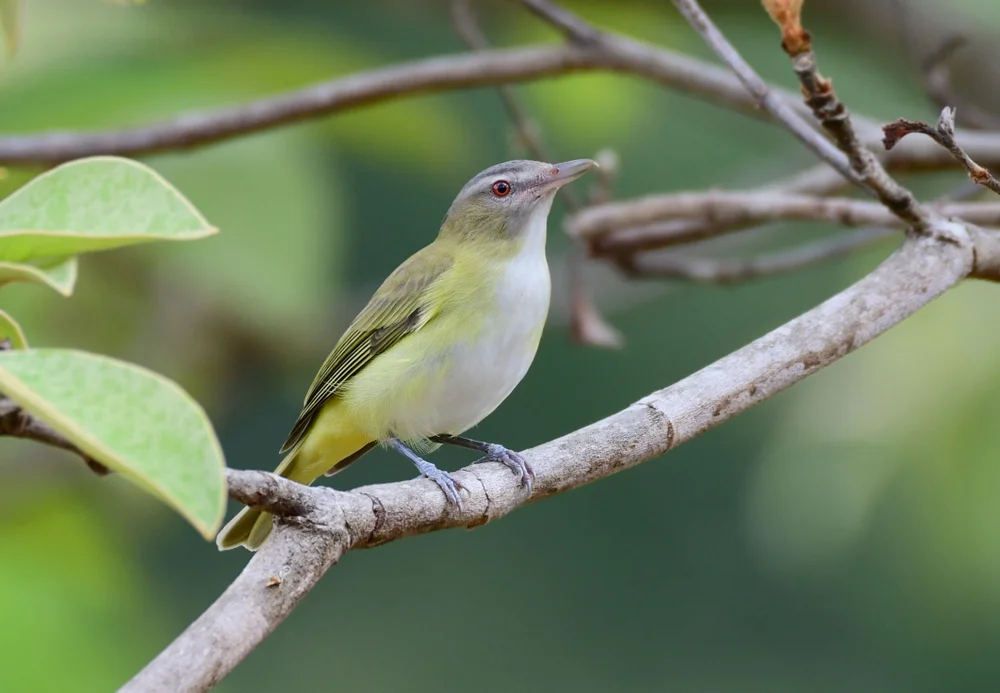 Mexikanischer Waldsänger (Vireo flavoviridis)
