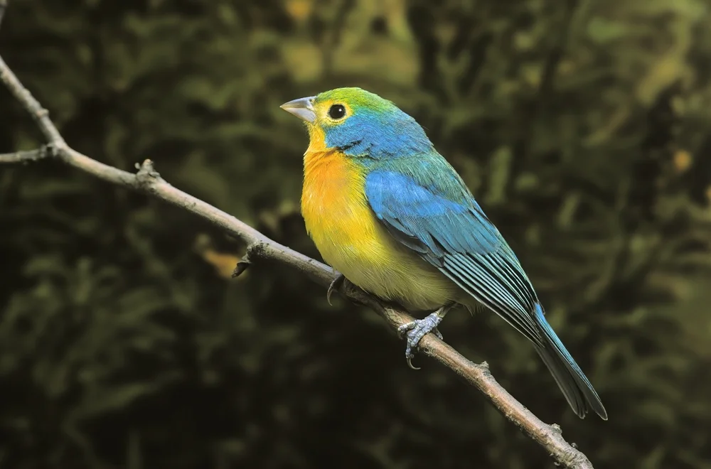 Mexiko-Sperling (Passerina leclancherii)