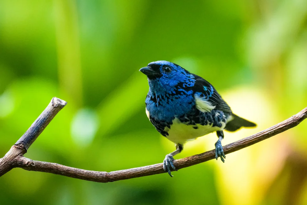 Mexiko-Tangare (Tangera mexicana)