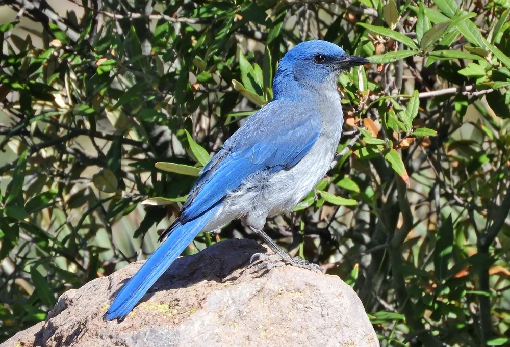 Mexikohäher (Aphelocoma wollweberi)