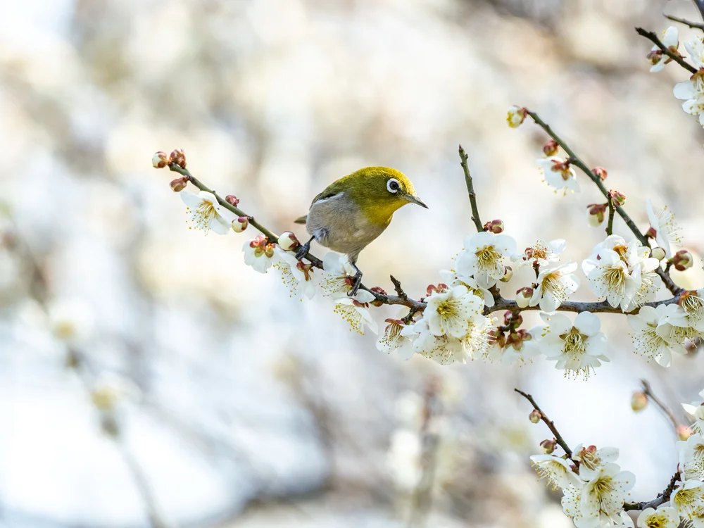 Meyens Brillenvogel (Zosterops meyeni)