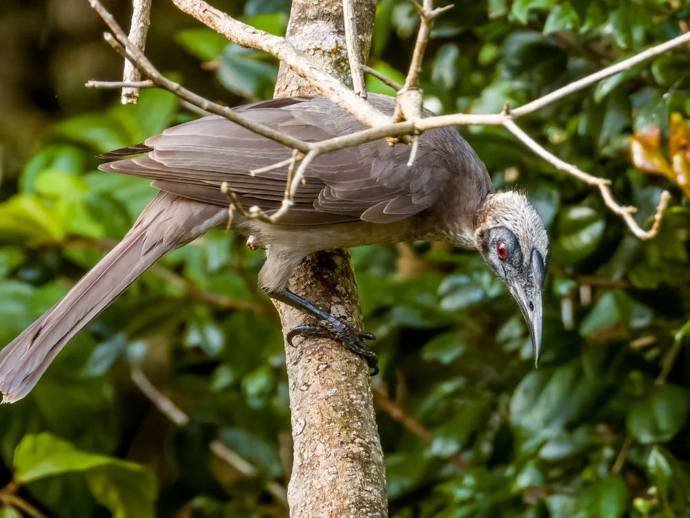 Meyers Lärmbrähe (Philemon meyeri)