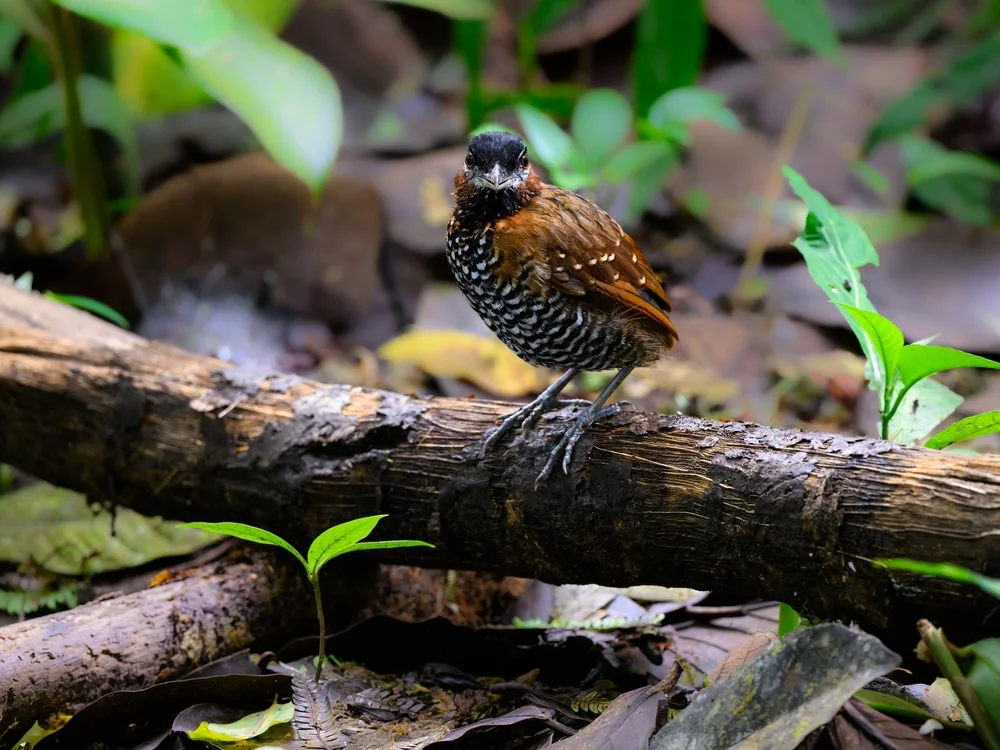 Michlers Breitrachenpitta (Pittasoma michleri)