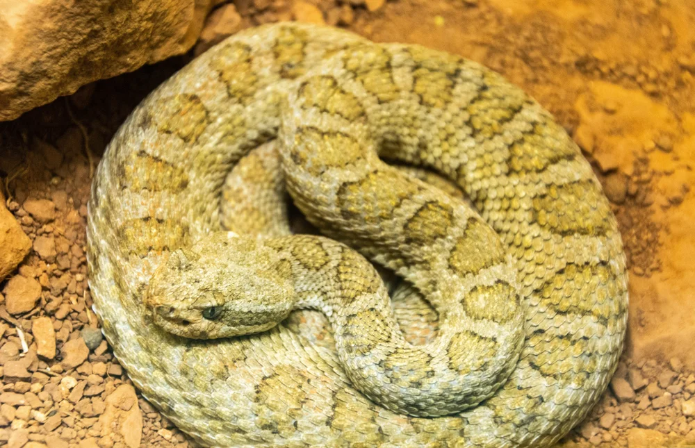 Midget-Klapperschlange (Crotalus oreganus concolor)