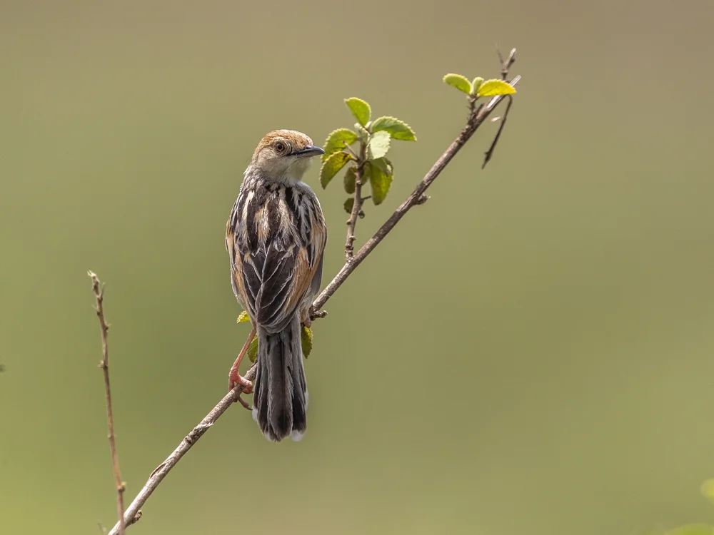Milchbrust-Cistensänger (Cisticola galactotes)