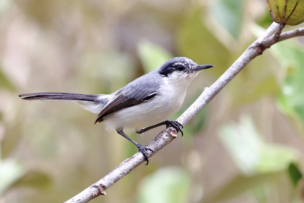 Milchige Grasmücke (Polioptila lactea)