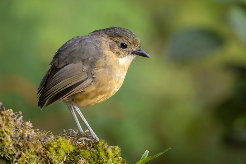 Millers Ameisenpitta (Grallaria milleri)
