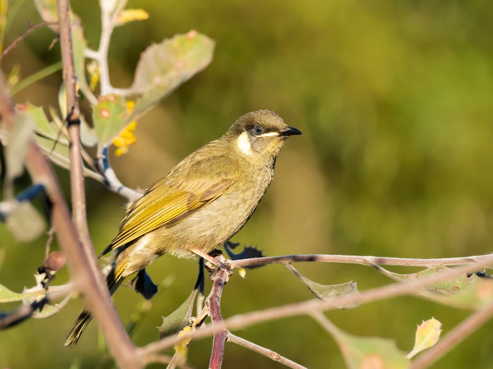 Mimikry-Honigfresser (Meliphaga mimikae)