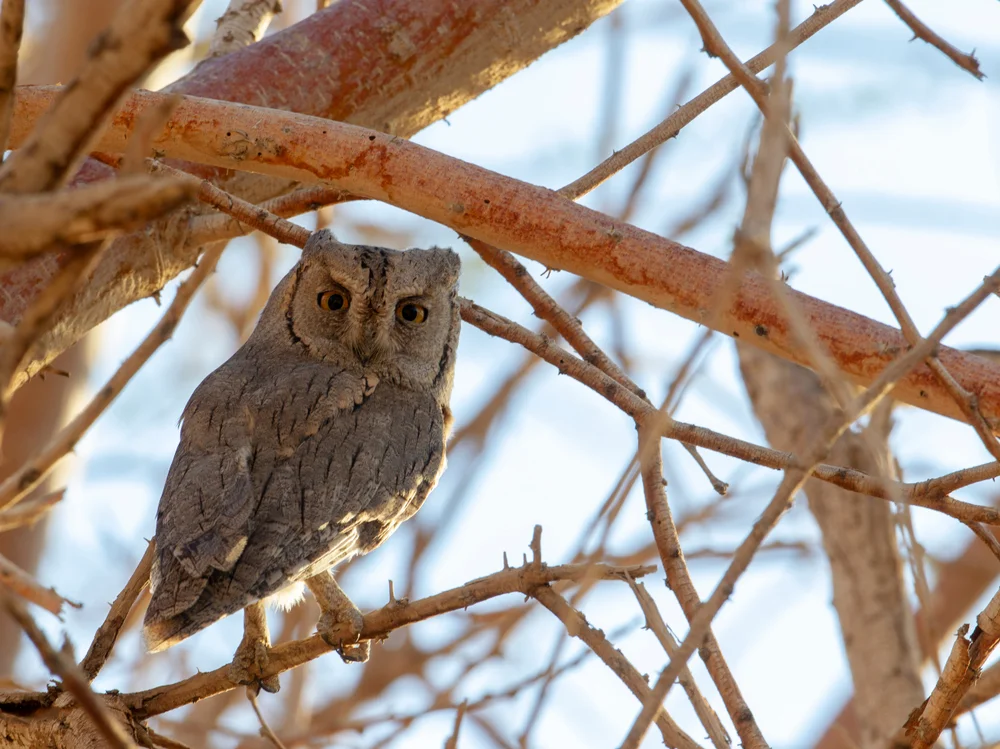 Minahassa-Zwergohreule (Otus brucei)
