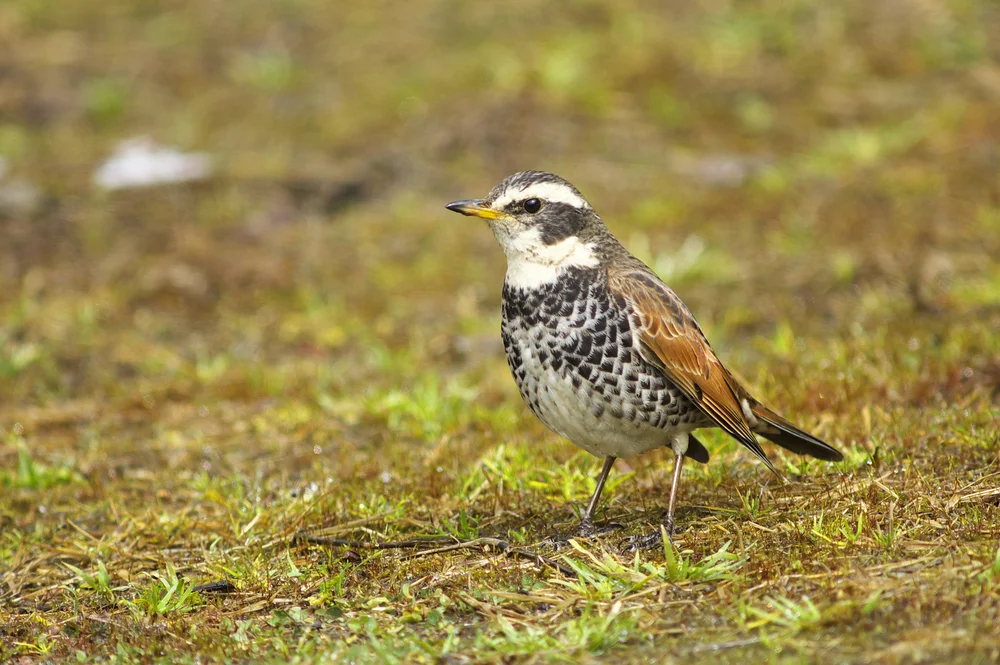 Mindanao-Drossel (Turdus eunomus)