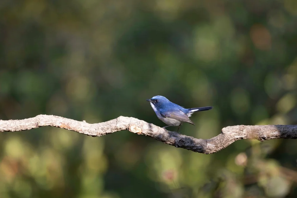 Mindanao-Fliegenschnäpper (Ficedula basilanica)