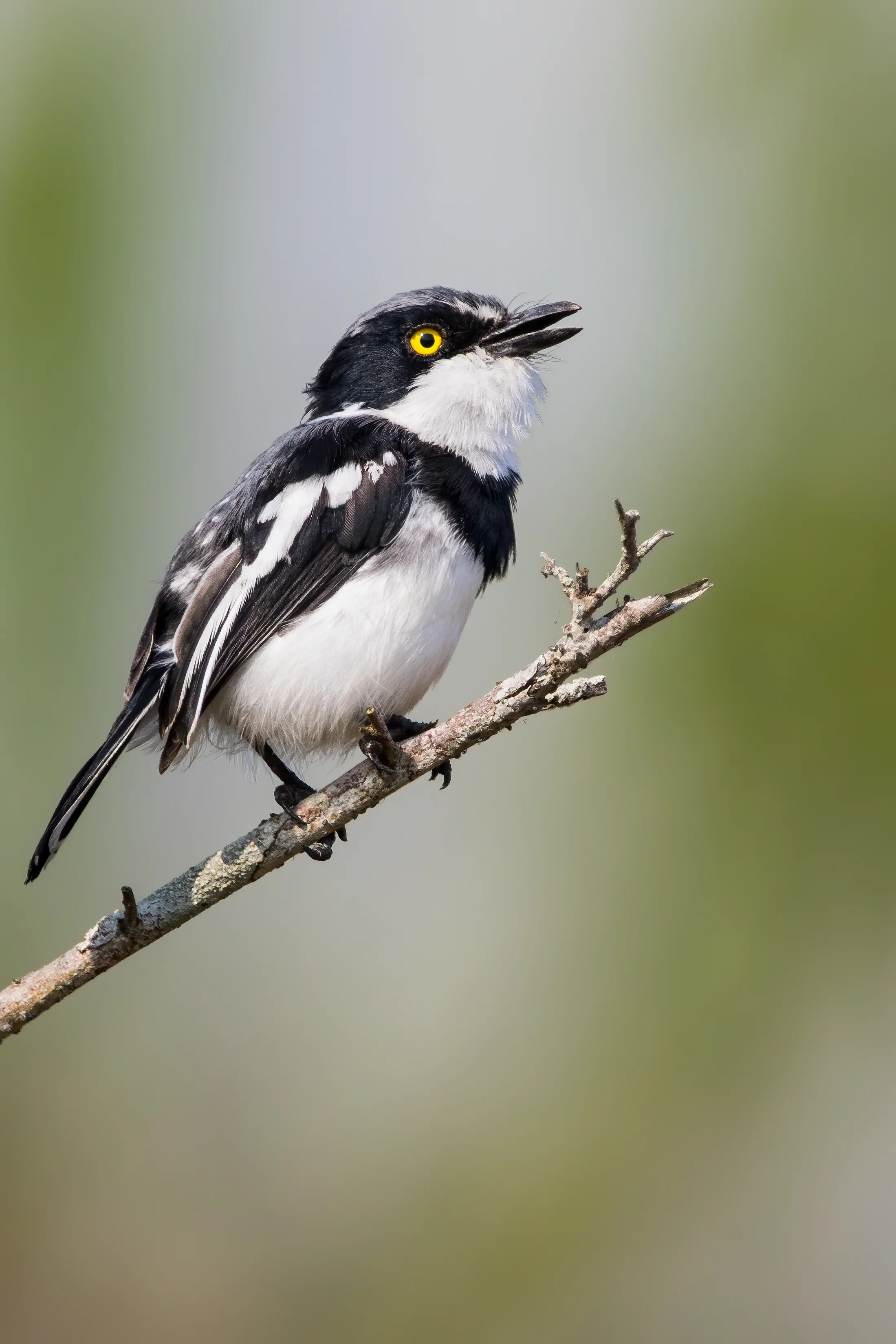 Minna-Bartvogel (Batis minulla)