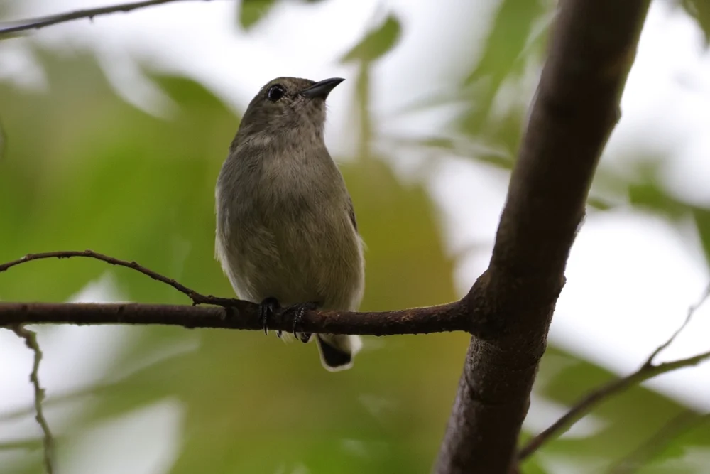 Minulla-Mistelfink (Dicaeum minullum)