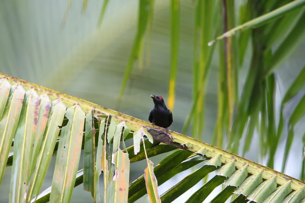 Misool-Stare (Aplonis mysolensis)