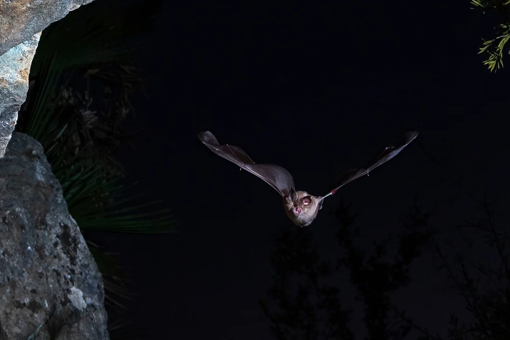 Mittelmeer-Hufeisennase