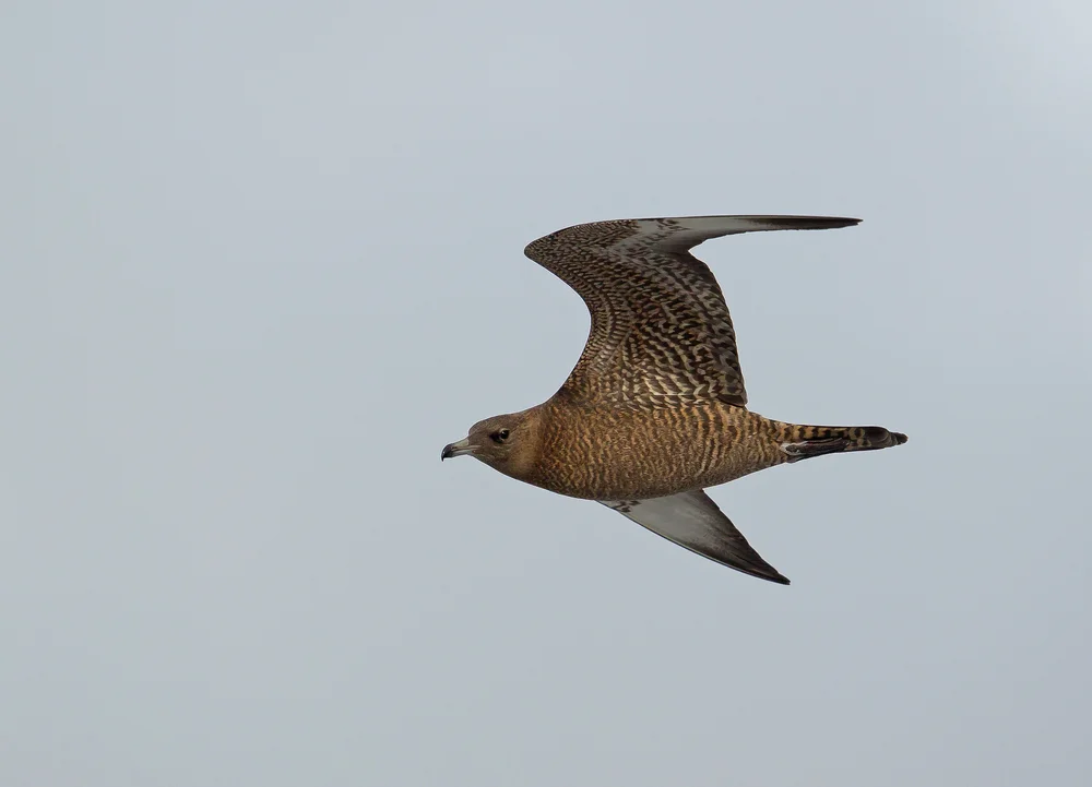 Mittlere Raubmöwe (Stercorarius pomarinus)