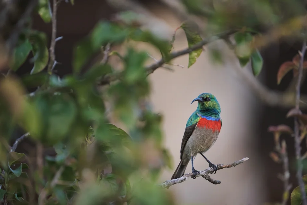Mittlerer Nektarvogel (Cinnyris mediocris)