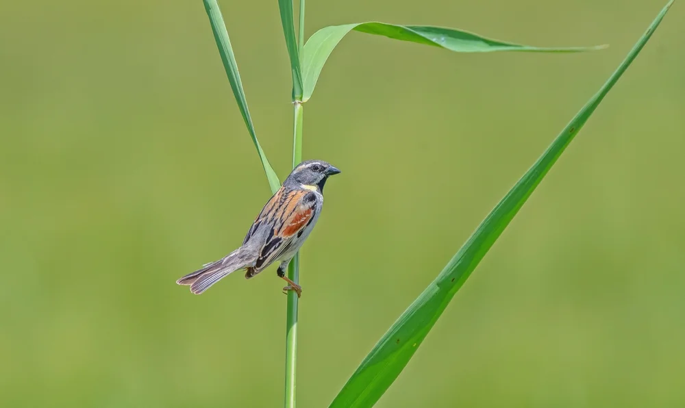Moab-Sperling (Moab-Sperling)
