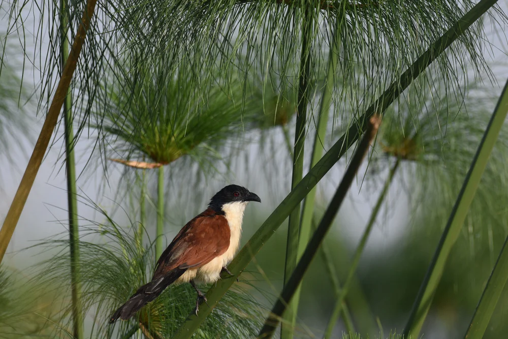 Mönchs-Schopfkuckuck (Centropus monachus)