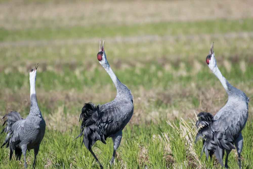 Mönchskranich (Grus monacha)
