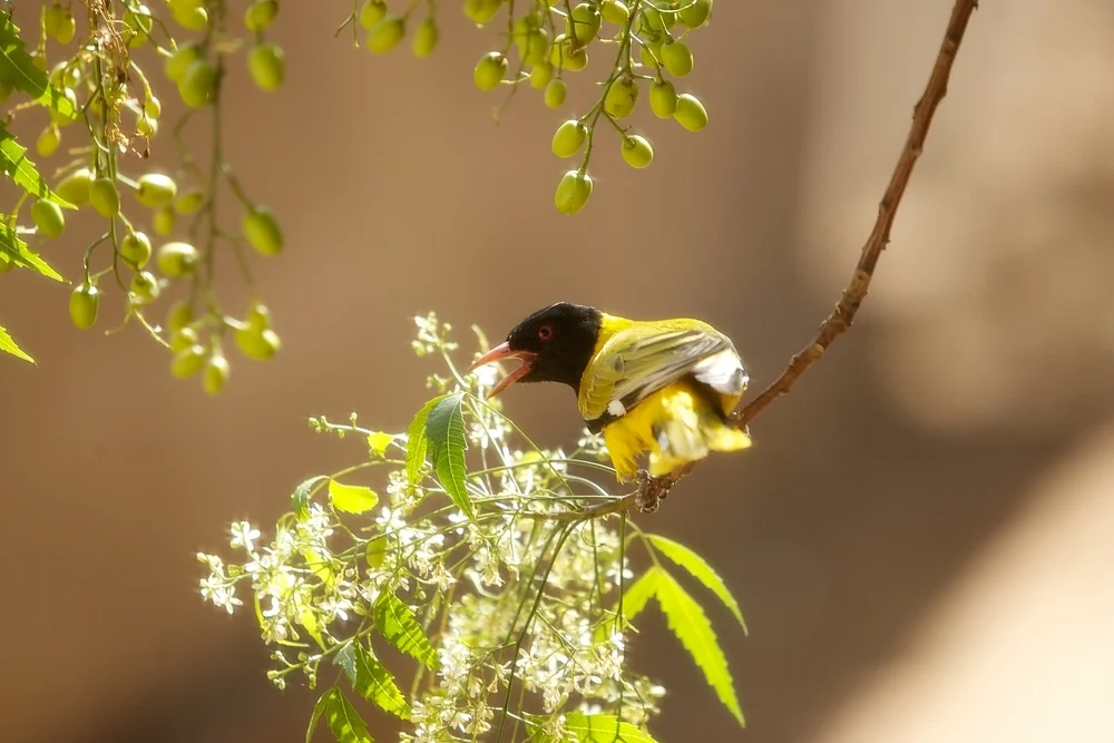 Mönchspirol (Oriolus monacha)