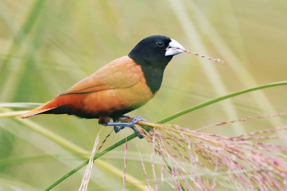 Mohrenkopfastrild (Estrilda atricapilla)
