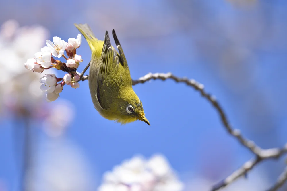 Mohrenkopfs Brillenvogel (Zosterops nigrorum)