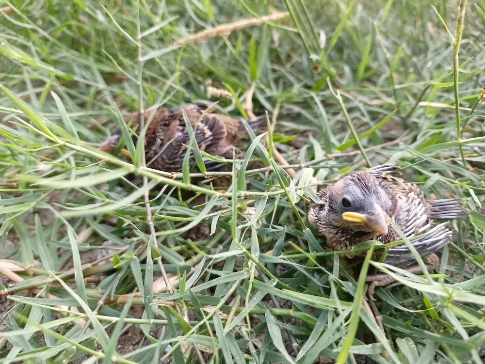 Mohrenraupenfänger (Coracina morio)