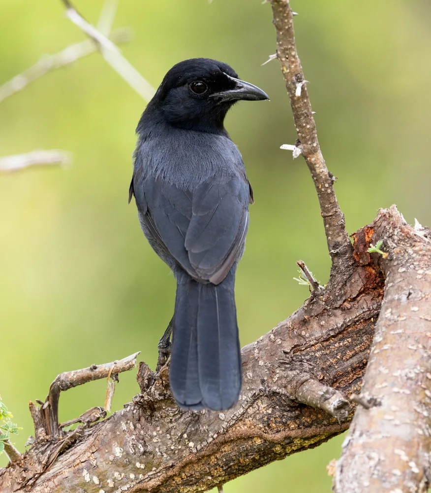 Mohrenwürger (Laniarius holomelas)