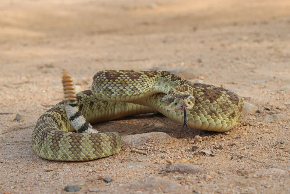 Mojave-Klapperschlange (Crotalus scutulatus)