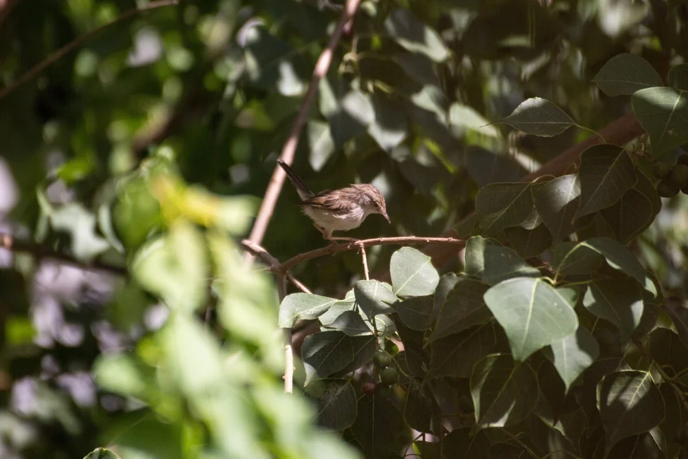 Mollers Grasmückenrohrsänger (Prinia molleri)