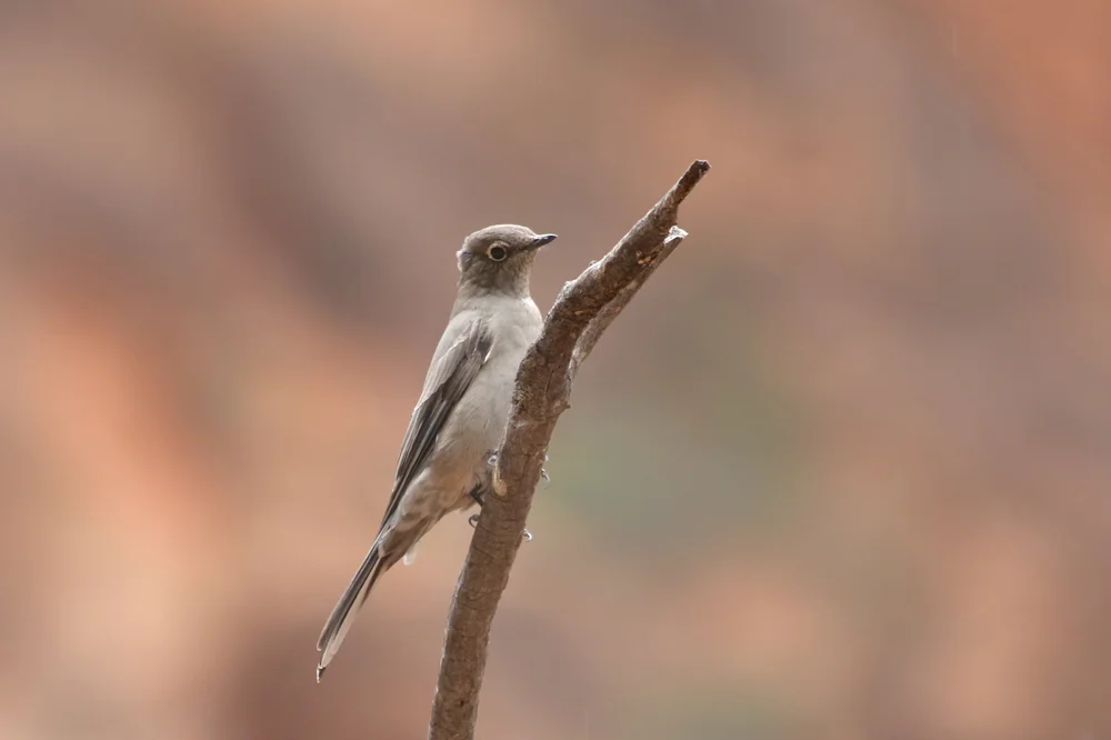Molokaidrossel (Myadestes elisabeth)