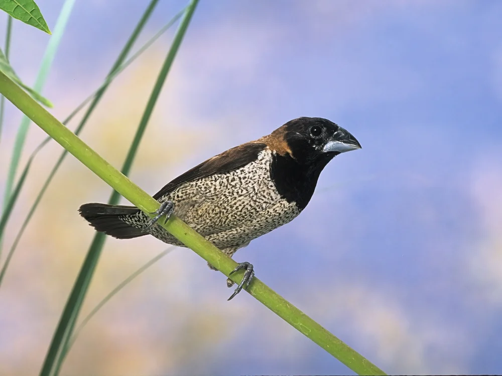Molukken-Bronzemännchen (Lonchura molucca)