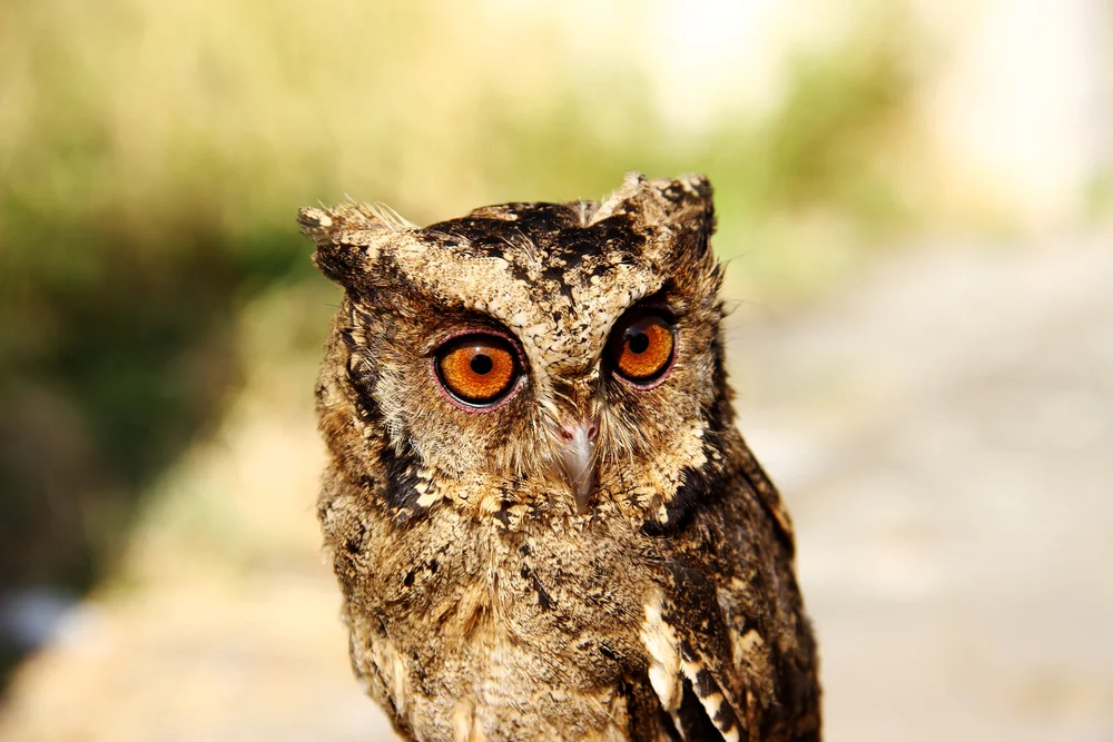 Molukken-Zwergohreule (Otus lempiji)