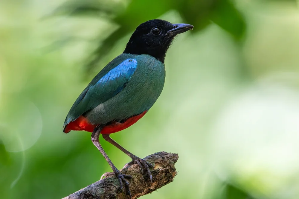 Mondfleck-Pitta (Pitta sordida)