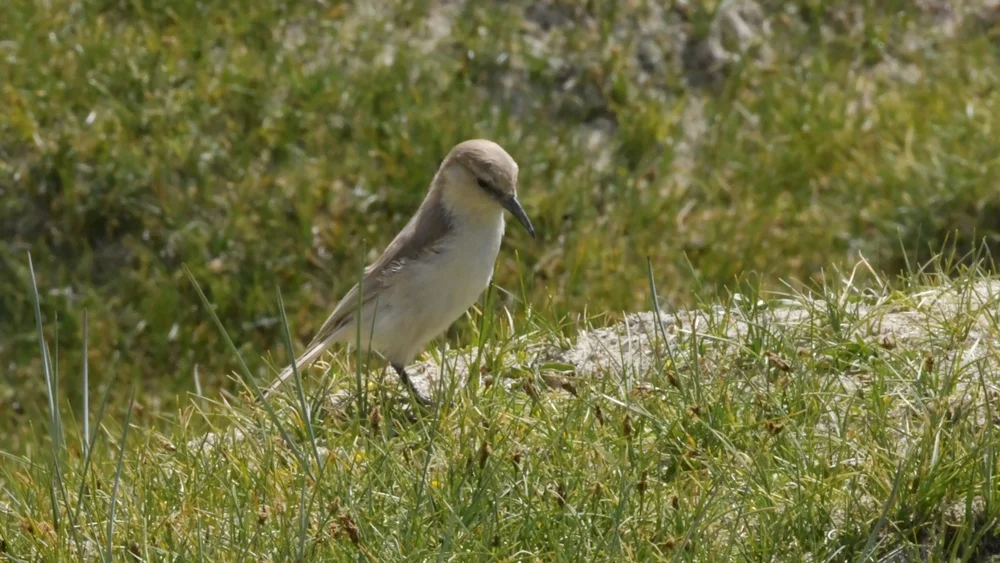 Mongolen-Würgerling (Pseudopodoces humilis)