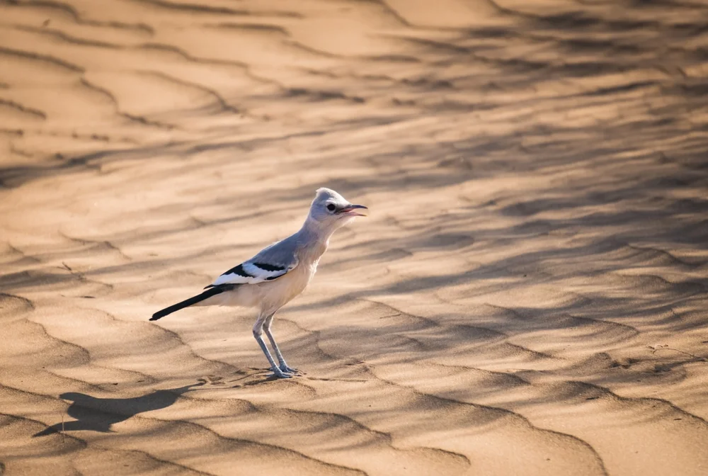 Mongolian Pied Wheatear (Podoces hendersoni)