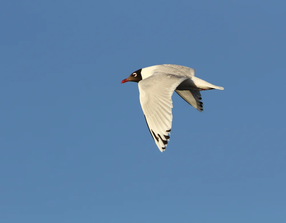 Mongolische Möwe (Ichthyaetus relictus)