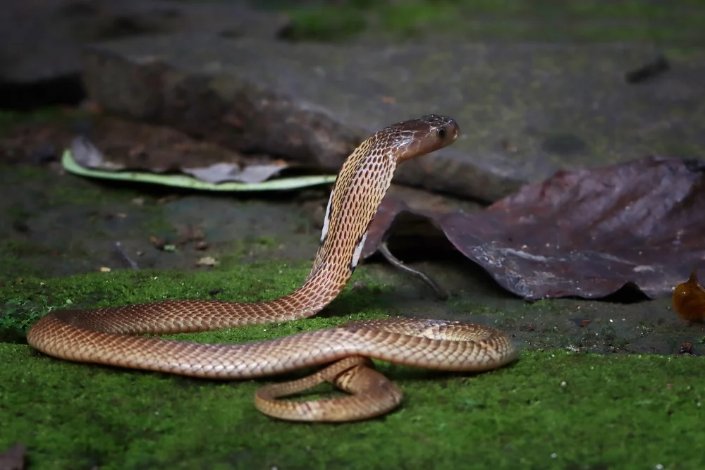 Monokelkobra (Naja kaouthia)