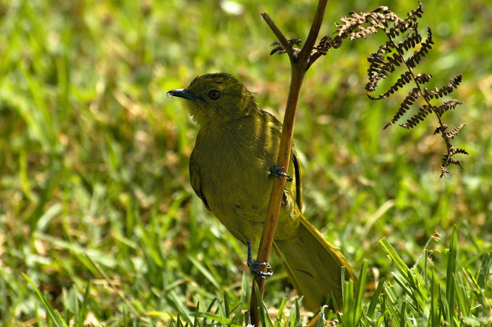 Montane Greenbul (Arizelocichla montana)
