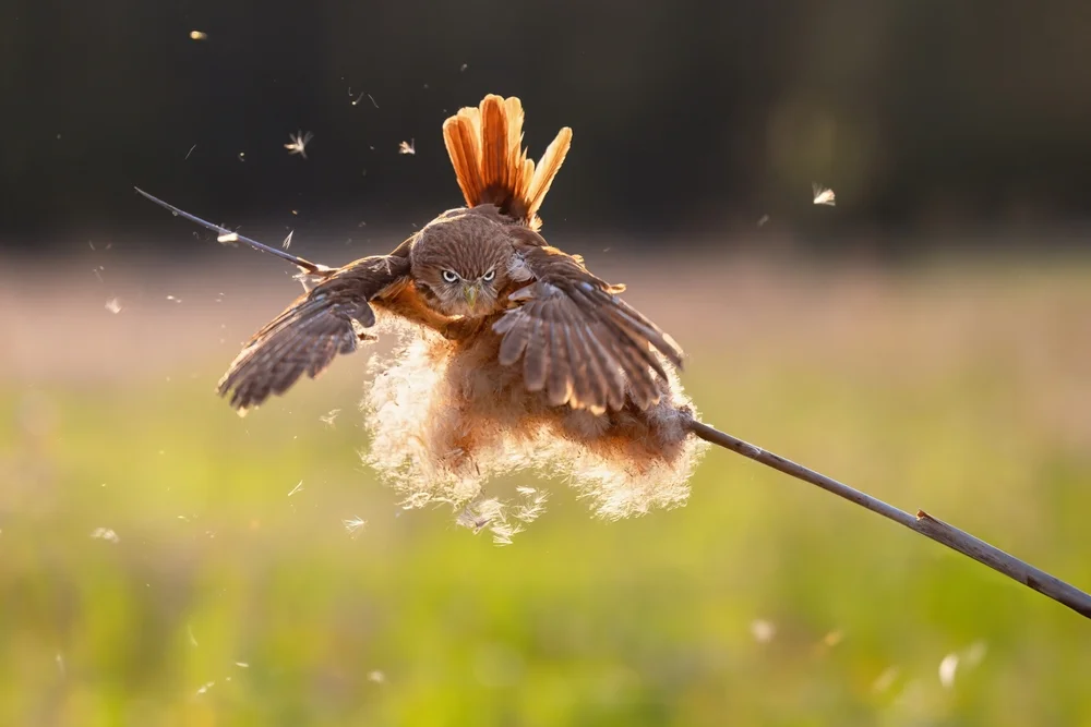 Moore-Zwergkauz (Glaucidium mooreorum)