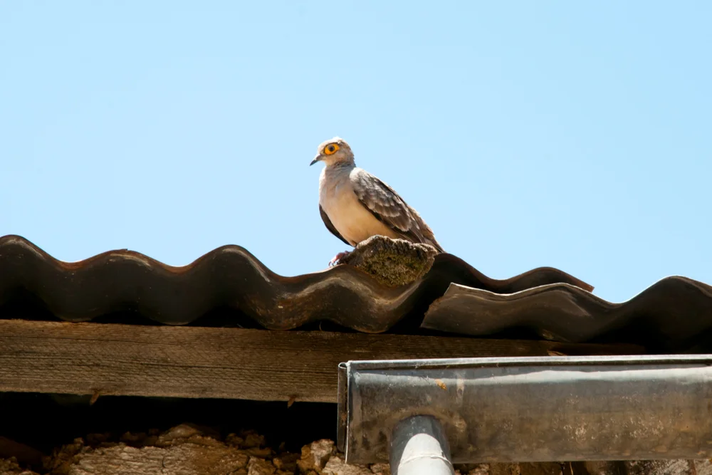 Morenos Erdtaube (Metriopelia morenoi)