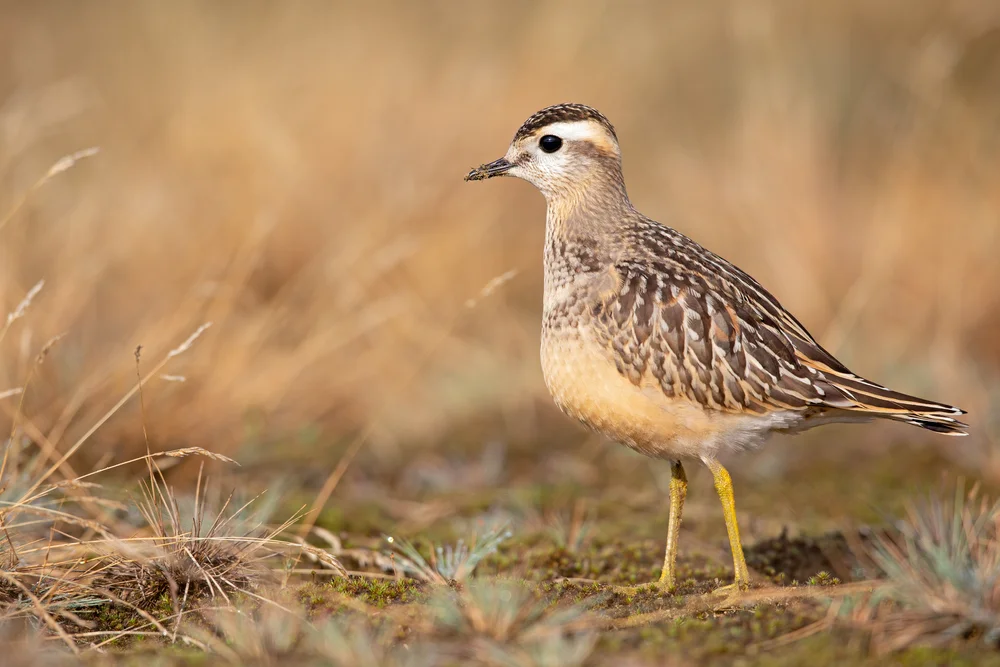 Mornellregenpfeifer