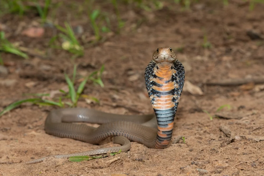 Mosambik-Spritzkobra (Naja mossambica)