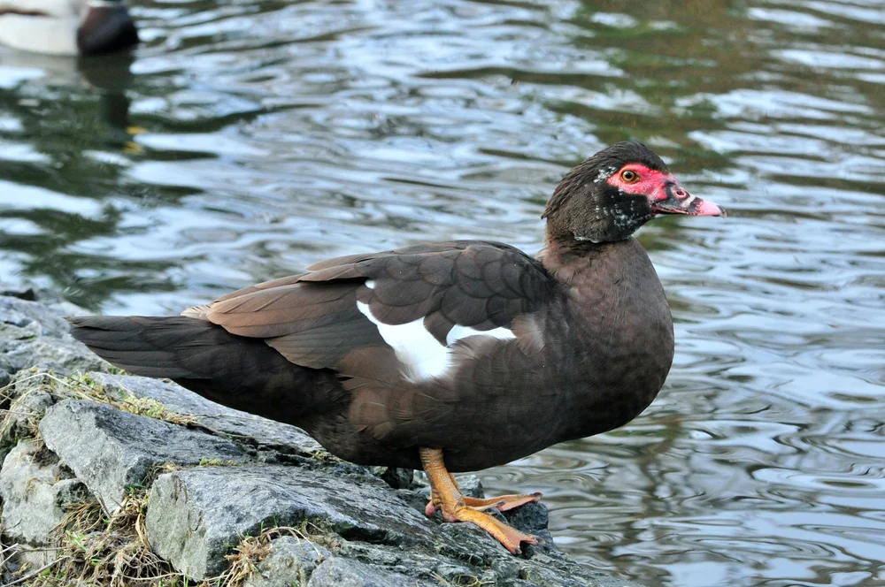 Moschusente (Cairina moschata)