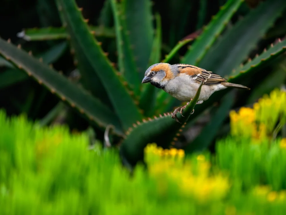 Motiten-Sperling (Motiten-Sperling)