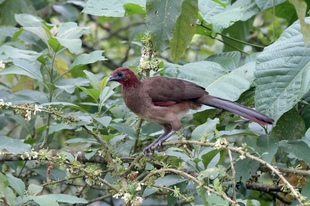 Motmot-Chachalaka (Ortalis motmot)