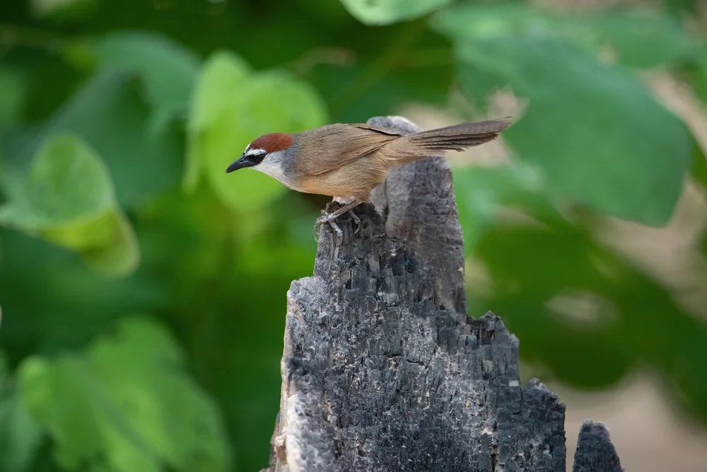 Mount Whitehead-Brillenvogel (Zosterornis whiteheadi)